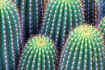 Barrell Cactus green.jpg (46668 bytes)