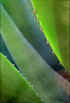 Yucca Green.jpg (13510 bytes)